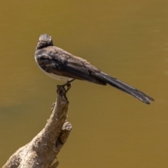 Rhipidura leucophrys at Majura, ACT - 22 Jan 2021