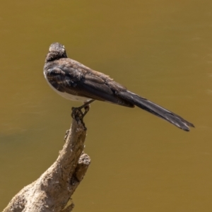 Rhipidura leucophrys at Majura, ACT - 22 Jan 2021