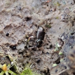 Bembidion sp. (genus) (Carab beetle) at Cook, ACT - 22 Nov 2020 by CathB