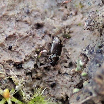 Bembidion sp. (genus) (Carab beetle) at Mount Painter - 22 Nov 2020 by CathB