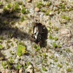 Bembidion sp. (genus) at Cook, ACT - 22 Nov 2020