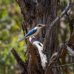 Todiramphus sanctus at Majura, ACT - 22 Jan 2021 11:17 AM