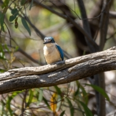 Todiramphus sanctus at Majura, ACT - 22 Jan 2021 11:17 AM