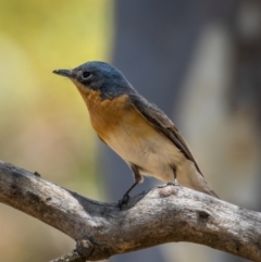 Myiagra rubecula (Leaden Flycatcher) at Mount Ainslie - 22 Jan 2021 by trevsci