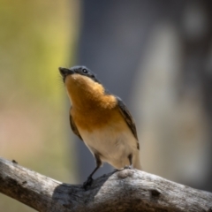 Myiagra rubecula at Majura, ACT - 22 Jan 2021