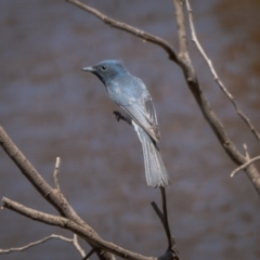 Myiagra rubecula at Majura, ACT - 22 Jan 2021