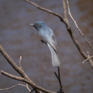 Myiagra rubecula at Majura, ACT - 22 Jan 2021