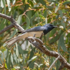 Myiagra rubecula at Majura, ACT - 22 Jan 2021