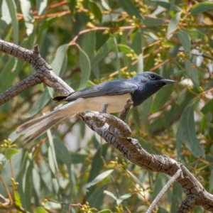 Myiagra rubecula at Majura, ACT - 22 Jan 2021