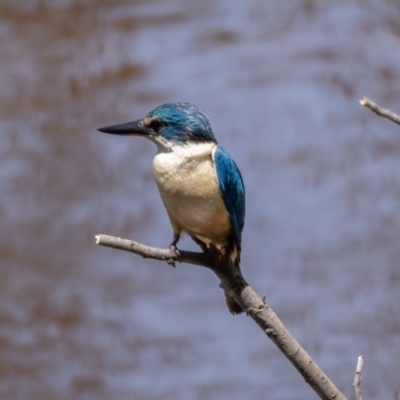 Todiramphus sanctus (Sacred Kingfisher) at Mount Ainslie - 22 Jan 2021 by trevsci