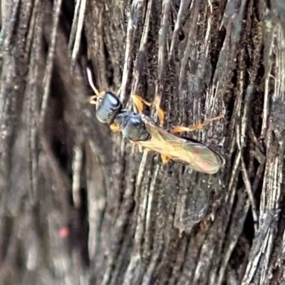 Unidentified Parasitic wasp (numerous families) at Point 4598 - 24 Nov 2020 by CathB