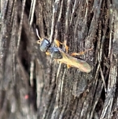 Unidentified Parasitic wasp (numerous families) (TBC) at Point 4598 - 23 Nov 2020 by CathB