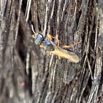 Unidentified Parasitic wasp (numerous families) at Holt, ACT - 23 Nov 2020 by CathB