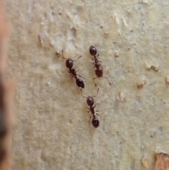 Monomorium sp. (genus) (A Monomorium ant) at Aranda Bushland - 21 Dec 2020 by CathB