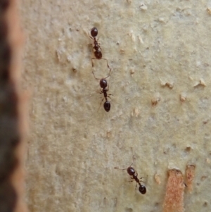 Monomorium sp. (genus) at Holt, ACT - 21 Dec 2020