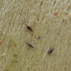 Collembola sp. (class) (Springtail) at Holt, ACT - 20 Dec 2020 by CathB