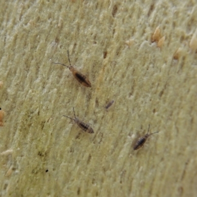 Collembola sp. (class) (Springtail) at Aranda Bushland - 21 Dec 2020 by CathB