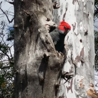 Callocephalon fimbriatum (Gang-gang Cockatoo) at GG89 - 1 Nov 2020 by Tdoh