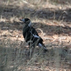Gymnorhina tibicen (Australian Magpie) at Table Top, NSW - 20 Jan 2021 by PaulF