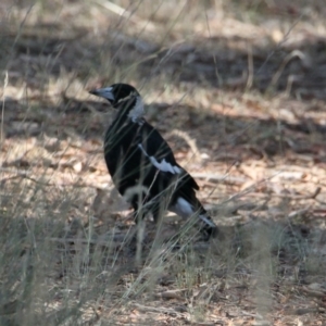 Gymnorhina tibicen at Table Top, NSW - 20 Jan 2021