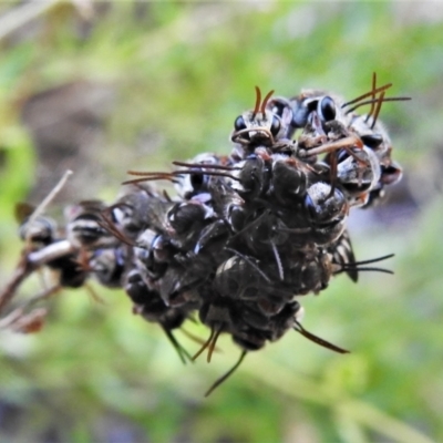 Lipotriches (Austronomia) phanerura (Halictid Bee) at Wanniassa, ACT - 22 Jan 2021 by JohnBundock