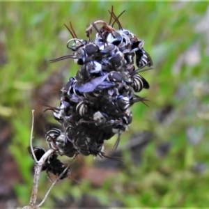Lipotriches (Austronomia) phanerura at Wanniassa, ACT - 22 Jan 2021