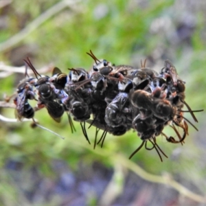 Lipotriches (Austronomia) phanerura at Wanniassa, ACT - 22 Jan 2021