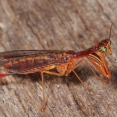 Mantispidae (family) (Unidentified mantisfly) at Melba, ACT - 11 Jan 2021 by kasiaaus