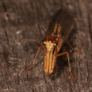 Mantispidae (family) at Melba, ACT - 12 Jan 2021 12:59 AM