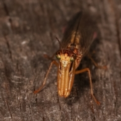 Mantispidae (family) at Melba, ACT - 12 Jan 2021