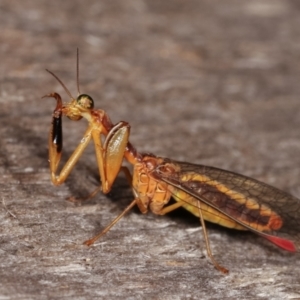 Mantispidae (family) at Melba, ACT - 12 Jan 2021 12:59 AM