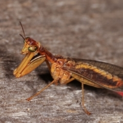 Mantispidae (family) at Melba, ACT - 12 Jan 2021