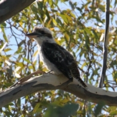 Dacelo novaeguineae (Laughing Kookaburra) at Table Top, NSW - 19 Jan 2021 by PaulF