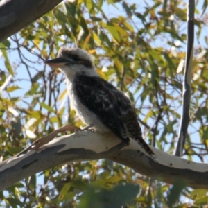 Dacelo novaeguineae at Table Top, NSW - 20 Jan 2021