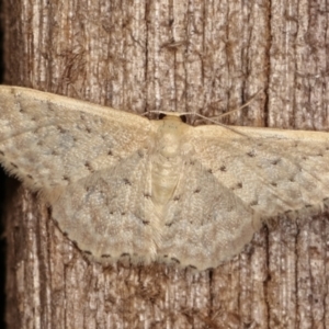 Idaea philocosma at Melba, ACT - 12 Jan 2021 12:59 AM