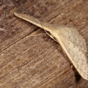 Idaea philocosma at Melba, ACT - 12 Jan 2021 12:59 AM