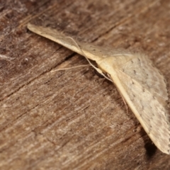 Idaea philocosma at Melba, ACT - 12 Jan 2021