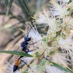 Podalonia tydei (Caterpillar-hunter wasp) at Murrumbateman, NSW - 23 Jan 2021 by SimoneC