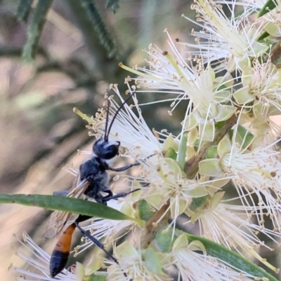 Podalonia tydei (Caterpillar-hunter wasp) at Murrumbateman, NSW - 23 Jan 2021 by SimoneC
