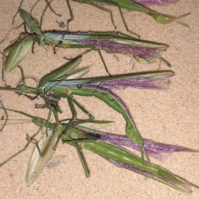 Phasmatodea (order) (Unidentified stick insect) at Bournda, NSW - 23 Jan 2021 by peterharris