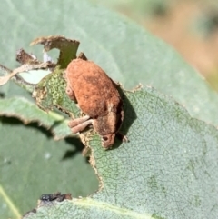 Gonipterus sp. (genus) (Eucalyptus Weevil) at Murrumbateman, NSW - 23 Jan 2021 by SimoneC