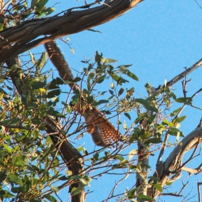 Falco longipennis (Australian Hobby) at Gungahlin, ACT - 24 Jan 2021 by davobj