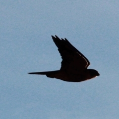 Falco longipennis at Gungahlin, ACT - 25 Jan 2021