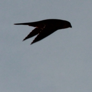 Falco longipennis at Gungahlin, ACT - suppressed