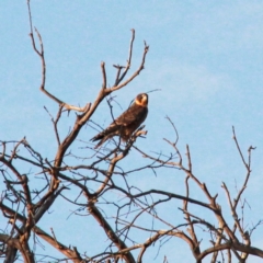 Falco longipennis at Gungahlin, ACT - suppressed