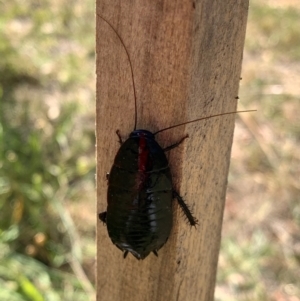 Platyzosteria melanaria at Murrumbateman, NSW - 23 Jan 2021