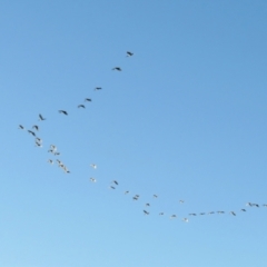 Threskiornis molucca (Australian White Ibis) at Macarthur, ACT - 23 Jan 2021 by RodDeb