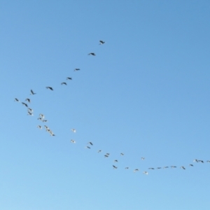 Threskiornis molucca at Macarthur, ACT - 23 Jan 2021