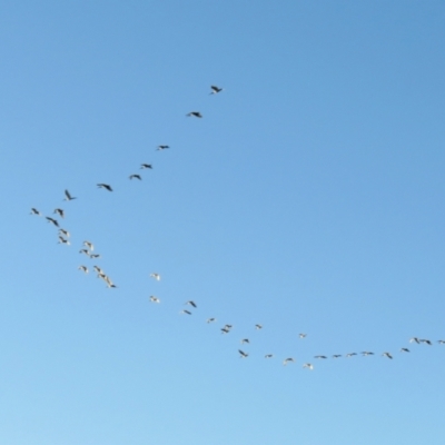 Threskiornis molucca (Australian White Ibis) at Macarthur, ACT - 23 Jan 2021 by RodDeb