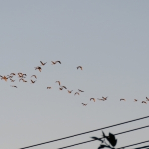 Threskiornis molucca at Macarthur, ACT - 23 Jan 2021